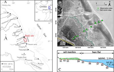 Medium-term observations of salt marsh morphodynamics